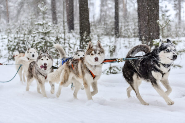Husky Sledding Adventure from Riga